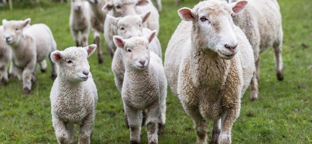 Photo d'un troupeau de mouton avec un agneau
