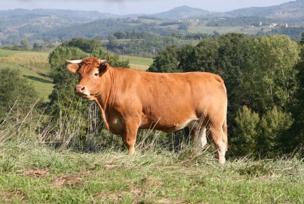 Photo d'une vache limousine