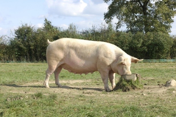 Photo d'un porc élevé dans le Jura