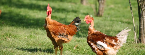 Photo de poulets du Périgord