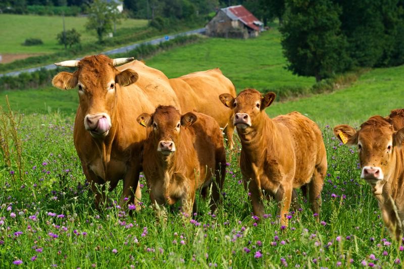 Photos de veaux limousins